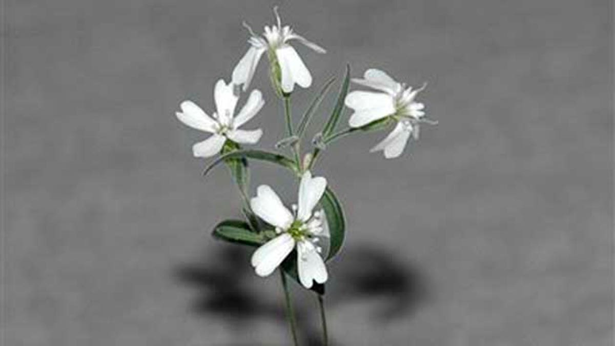 Russia Ice Age Flower