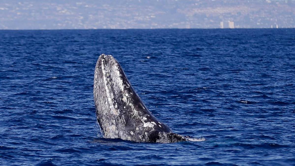 March 5, 2015: A gray whale breaches the surface during a whale watching trip off the coast of San Diego.