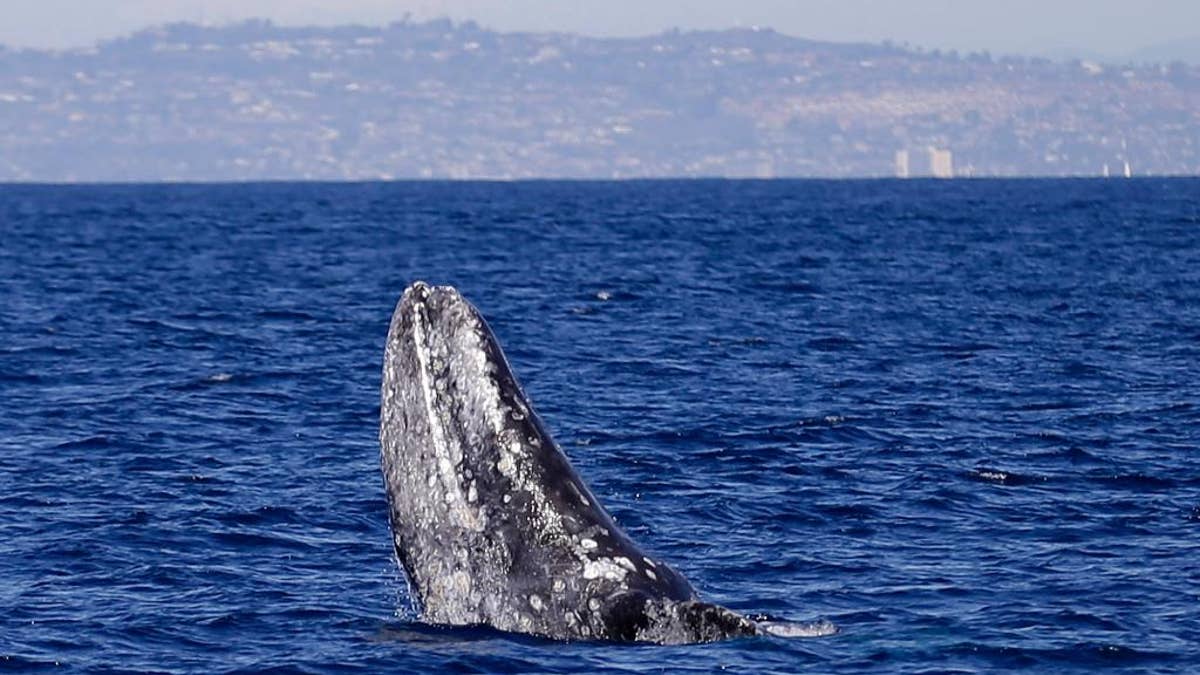 March 5, 2015: A gray whale breaches the surface during a whale watching trip off the coast of San Diego.