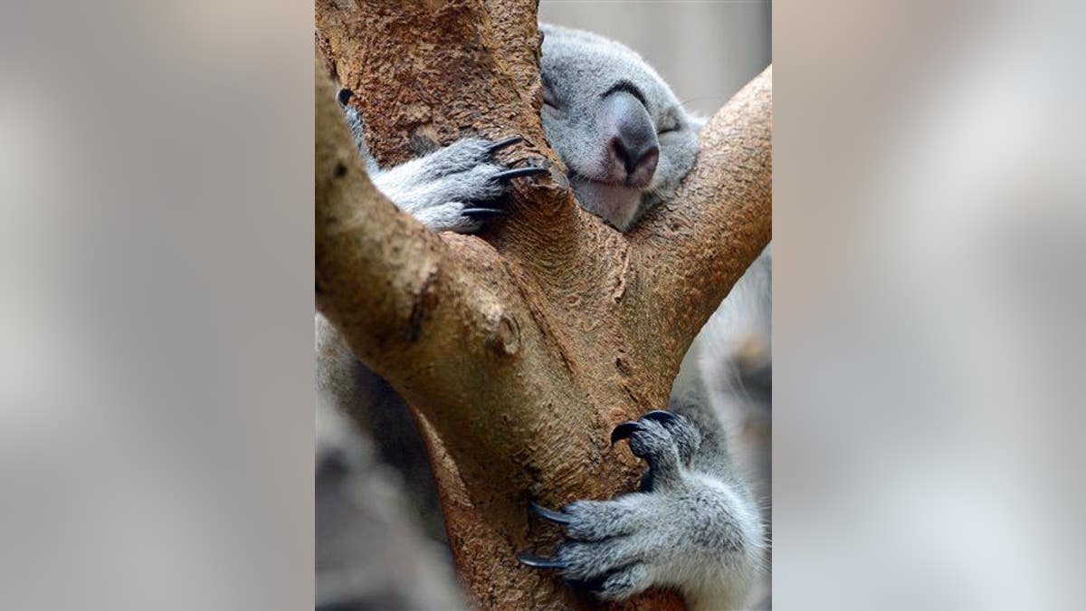 Germany Weather Zoo