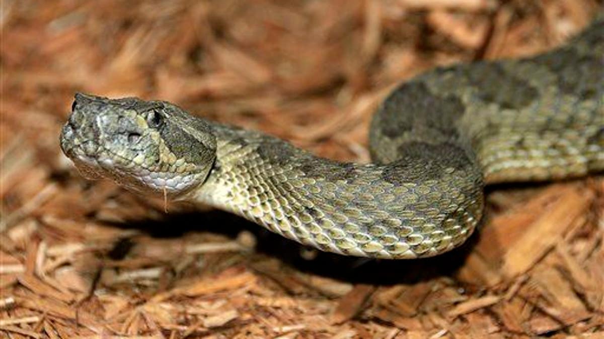 Navajo Zoo-Snakes