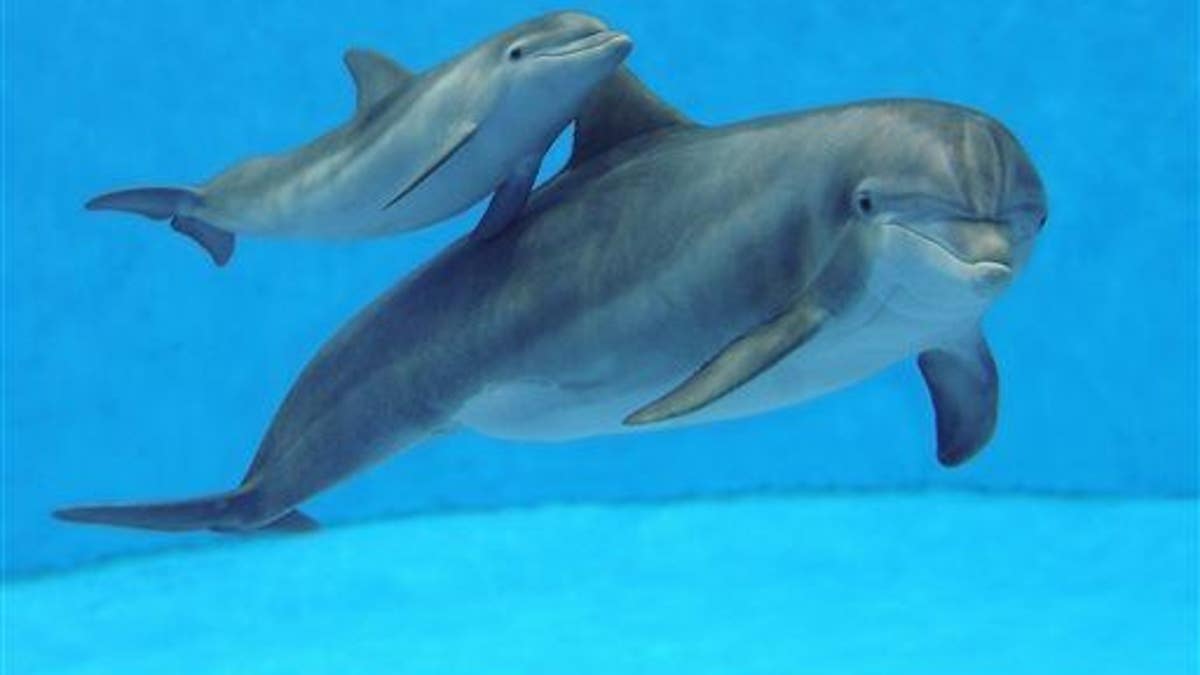 Brookfield Zoo Dolphin Calf