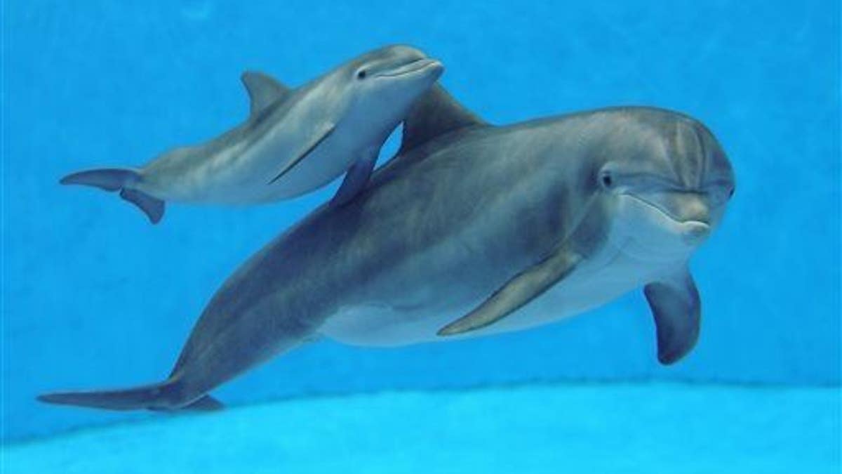 Brookfield Zoo Dolphin Calf