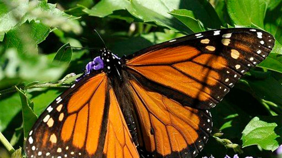 Saving Butterflies