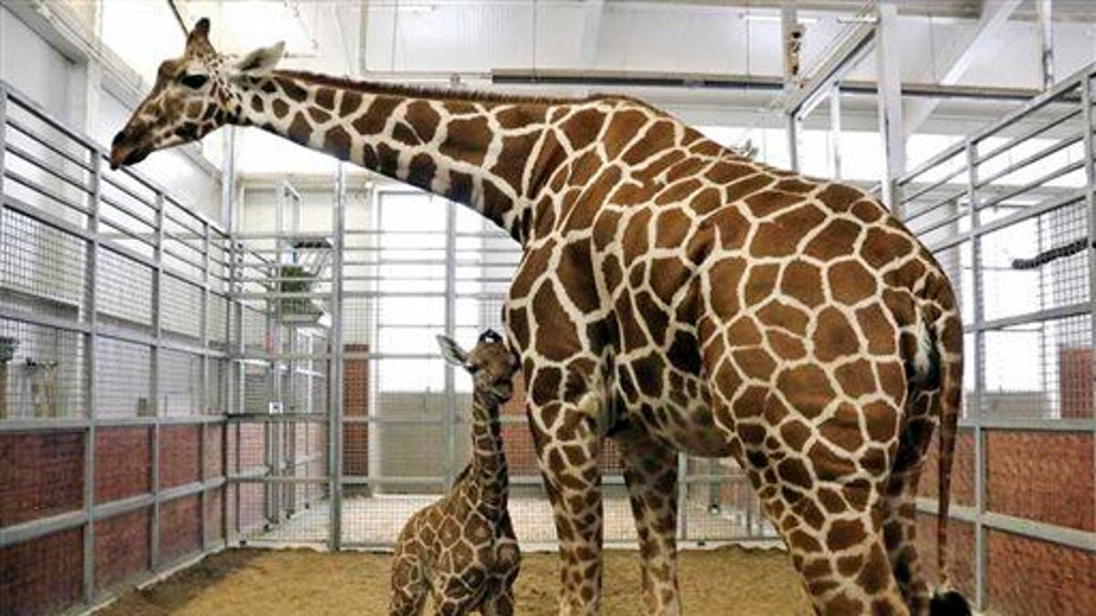 Dallas Zoo Giraffe Name
