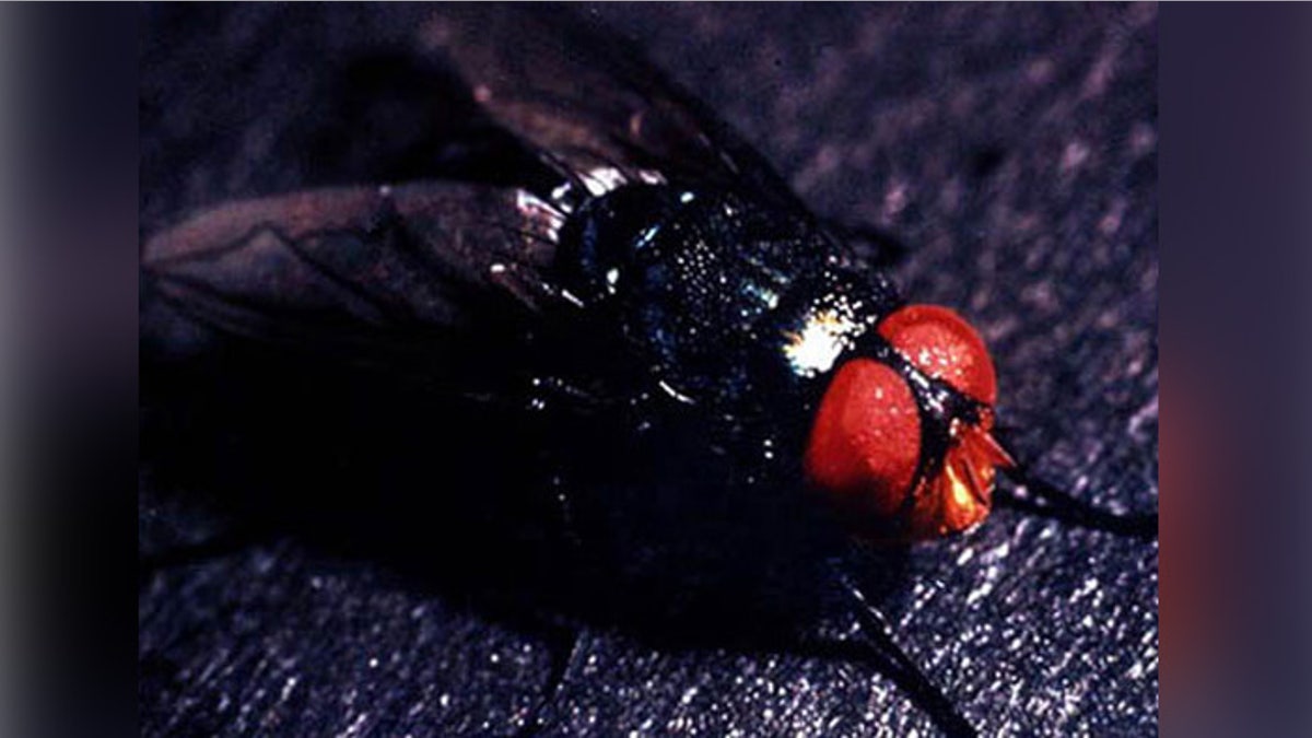 La mosca Cochliomyia hominivorax.