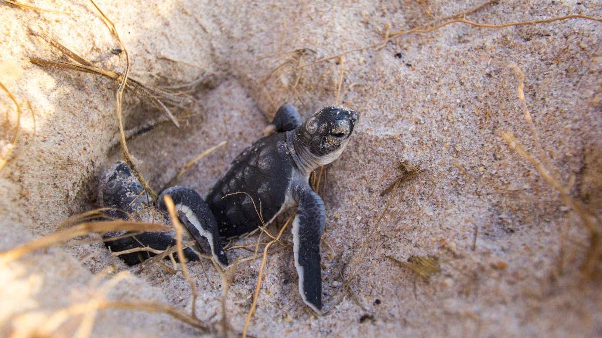 In this Aug. 13, 2015 photo made available by the University of Central Florida, green turtle hatchlings emerge from their nests at the Archie Carr Wildlife Refuge in Melbourne, Fla.  Florida's nesting season still has a month to go, but scientist have already counted a record 12,000 nests dug by endangered green turtles. Other turtles have also had a nesting comeback in Georgia, North Carolina and South Carolina. (Gustavo Stahelin/University of Central Florida via AP)