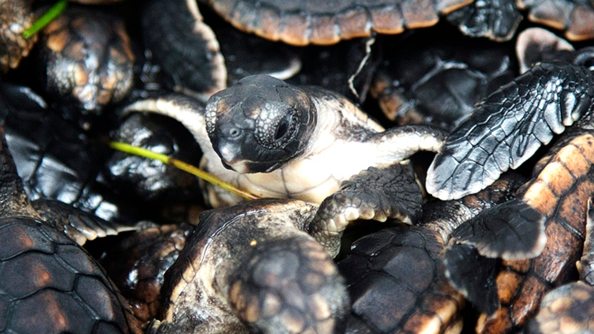 Sea Turtle Release