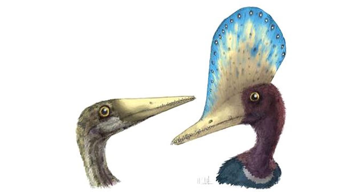 Perfect pterosaur found in fossil egg : Nature News