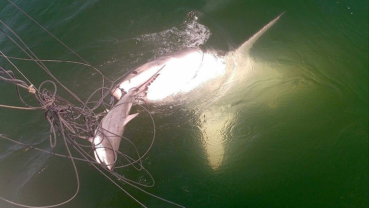 White Shark -Sandbridge