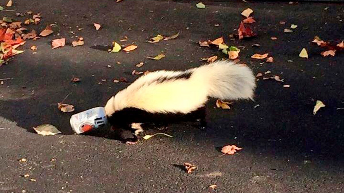 Skunk Stuck Beer Can