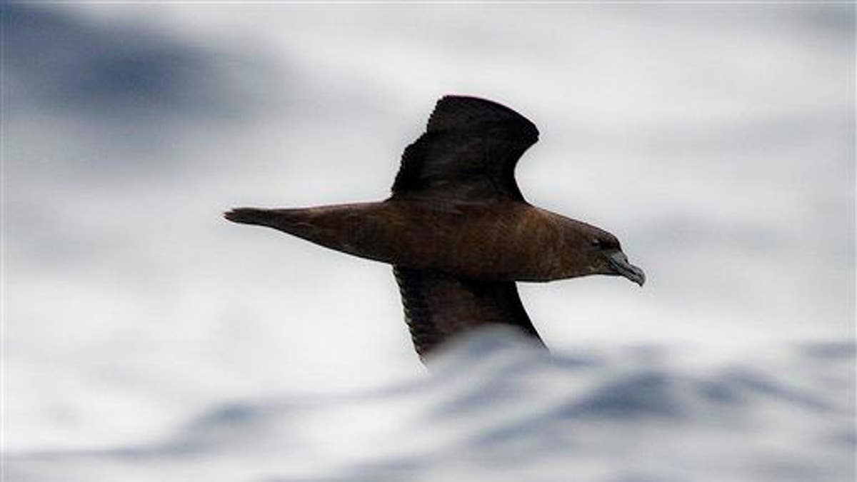 In this May 2009 image provided by BirdLife International, an elusive Fiji Petrel flies over the waves about 40 kilometers (25 miles) south of Fiji's remote island of Gau. The bird is listed as critically endangered by the International Union for Conservation of Nature, the producer of the world's Red List of endangered animals. (AP Photo/BirdLife International, Jörg Kretzschmar) ** EDITORIAL USE ONLY **