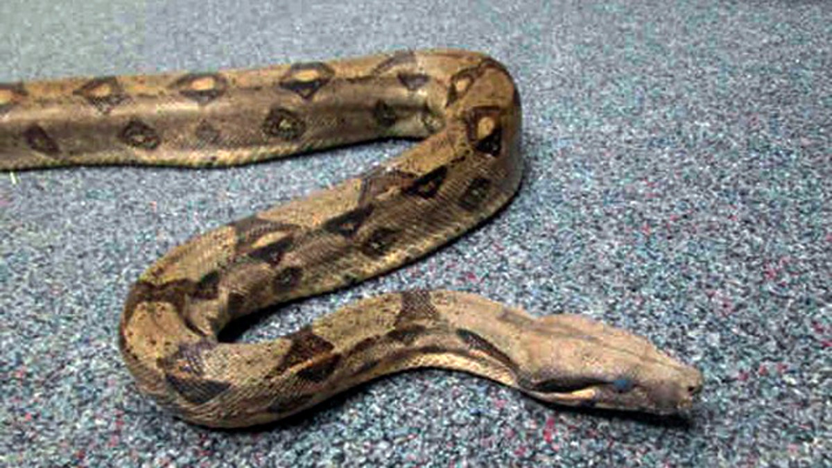 This Sept. 19, 2014 photo provided by the San Diego County Department of Animal Services shows a boa constrictor that has been seized from a man in San Diego, Calif. Authorities said Wednesday, Sept. 24, 2014  that 27-year-old Travis Eisner-Young was arrested while driving his pedicab Sept. 16. When police found him, he had a ball python around his neck. After learning that Eisner-Young had at least one more snake, Animal Services officers went to his hotel room and found a boa constrictor, seen in this photo, in poor condition. (AP Photo/San Diego County Department of Animal Services)