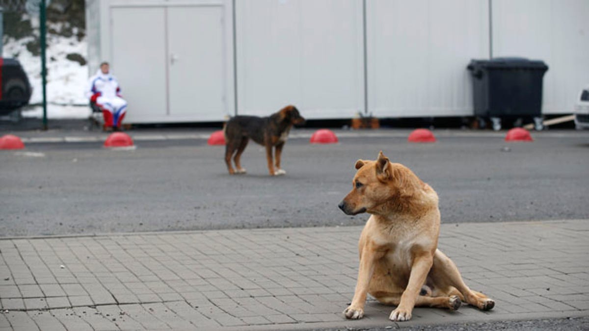 Sochi Olympics Stray Dogs