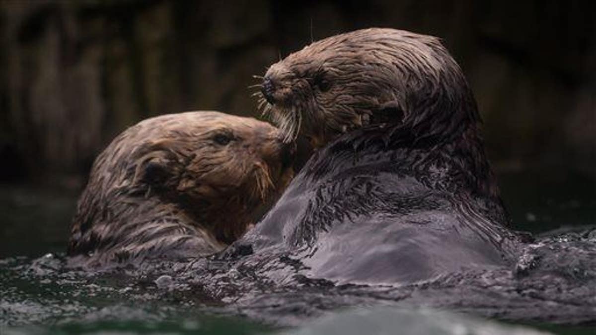 Canada Blind Sea Otter