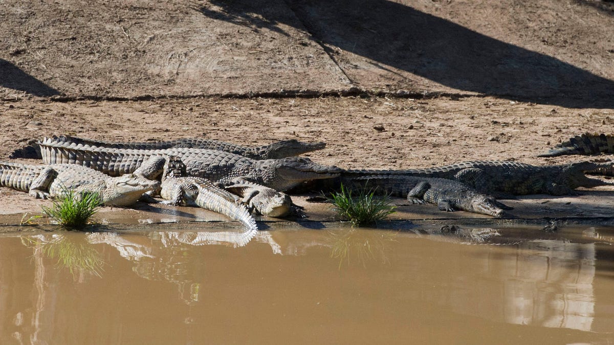 South Africa Crocs on the Loose