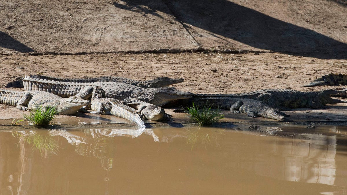 South Africa Crocs on the Loose