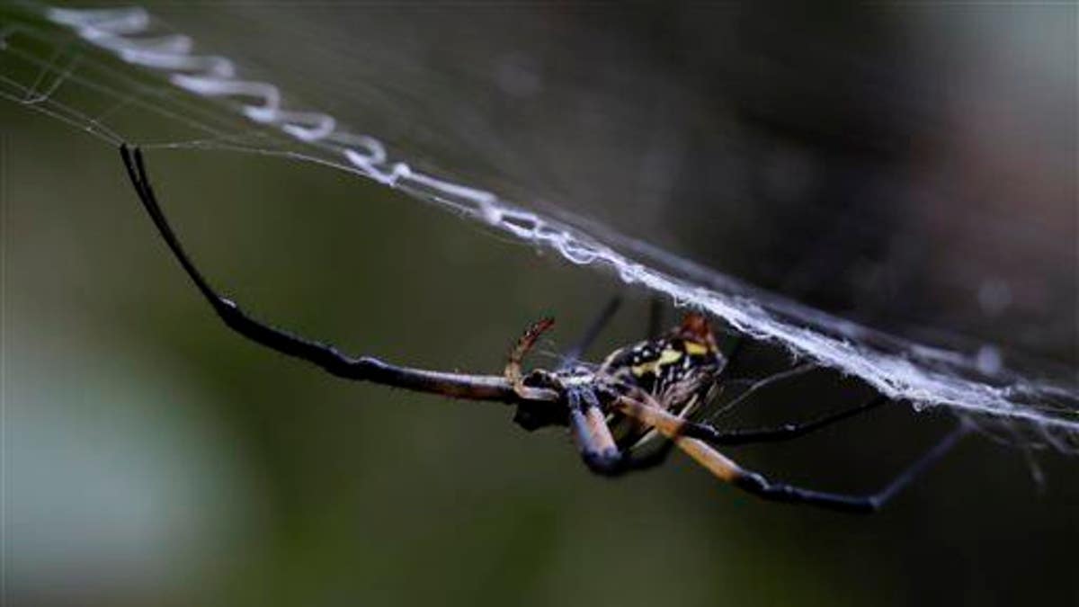 Texas Spider Web