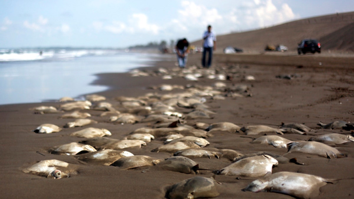 Mexico Dead Stingrays