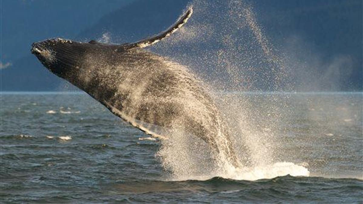 Whale Breaching