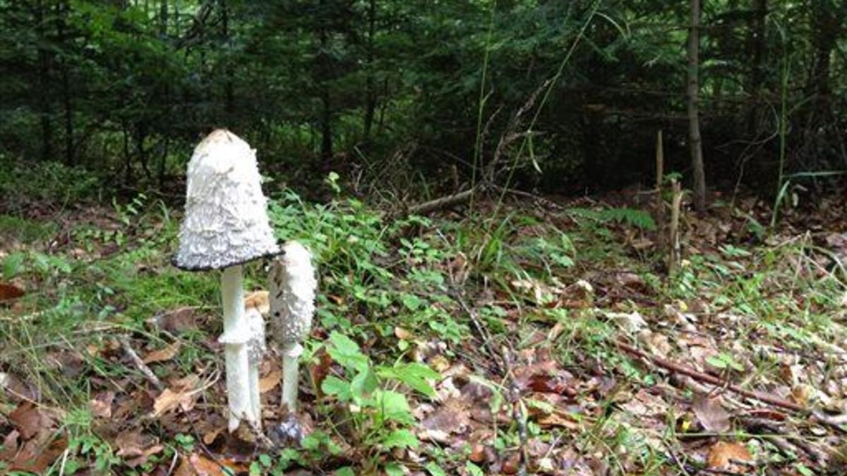 Travel Trip Black Forest