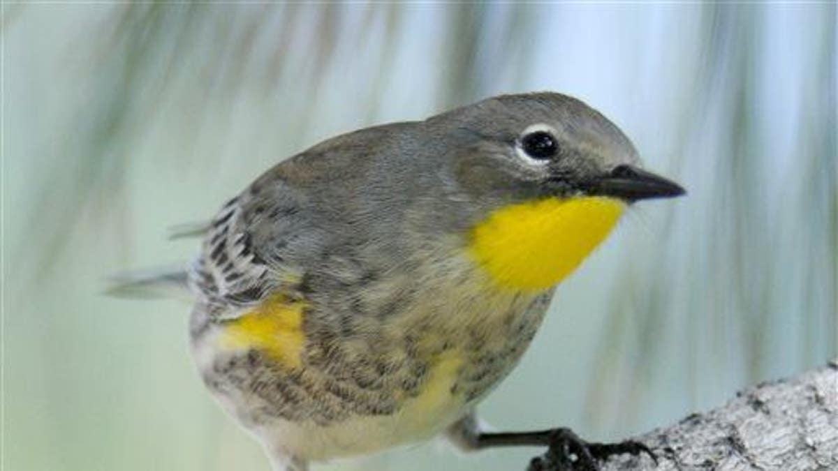 This Sept. 23, 2010, file photo shows a yellow-rumped warbler on the University of New Mexico campus in Albuquerque, NM.