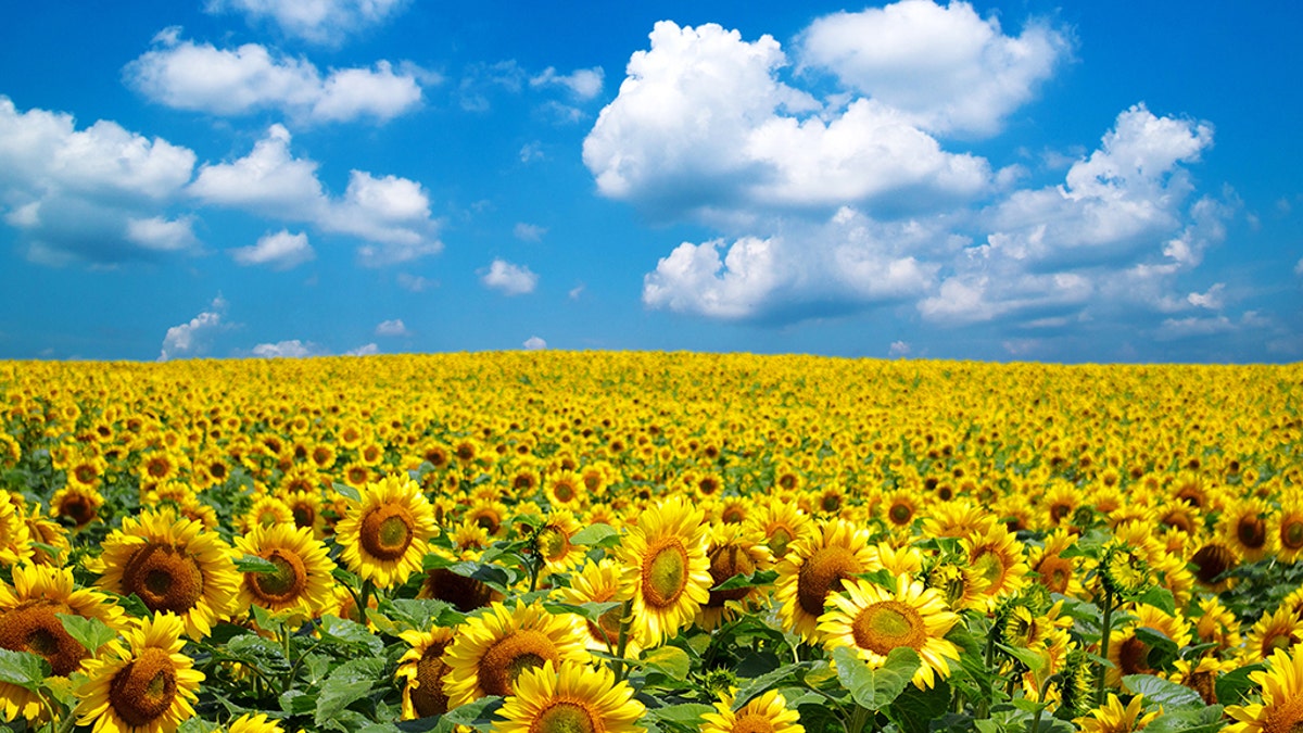 Sunflower field stock photo