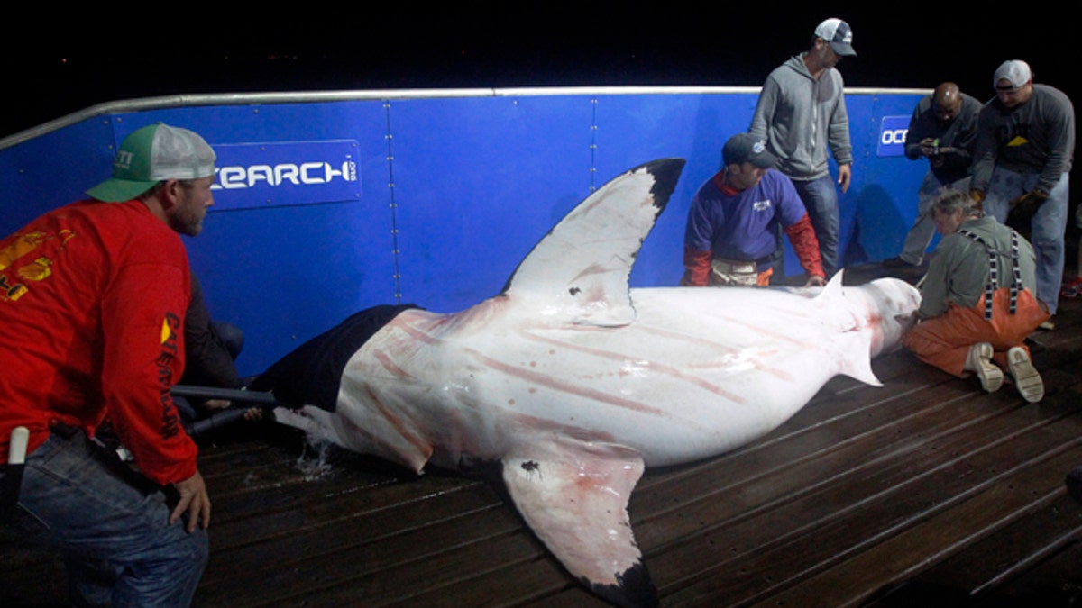 Tagging Great Whites