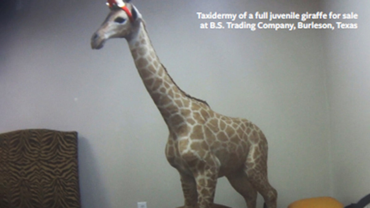 Taxidermy of a full juvenile giraffe for sale at B.S. Trading Company, Burleson, Texas