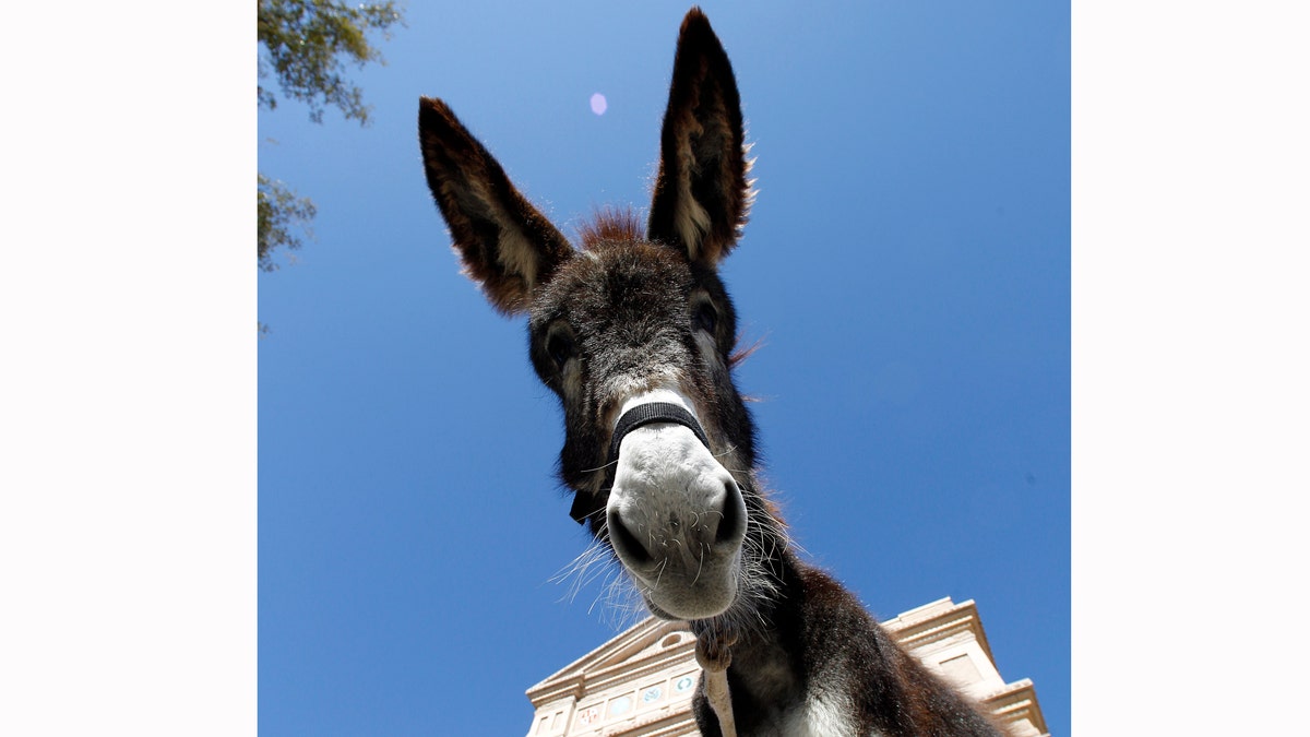 File - In this Jan 18, 2012 file photo, a donkey used by protestors to deliver a petition with 100,000 signatures asking Gov. Rick Perry to stop Texas Parks and Wildlife from hunting wild burros in Big Bend Ranch State Park is seen at the capitol, in Austin, Texas. Texas wildlife officials said Tuesday, March 20, 2012 that the agency is suspending its policy of the killing burros after the Humane Society of the United States offered to try to devise a nonlethal plan to remove the animals. (AP Photo/Eric Gay, File)