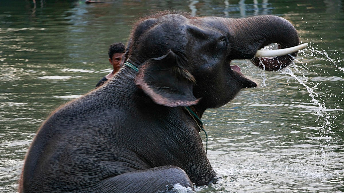 Thailand Elephant Floods