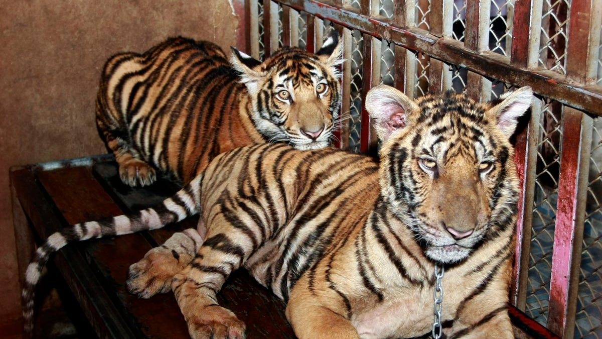Thailand Tigers