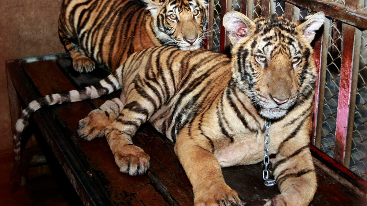 Thailand Tigers