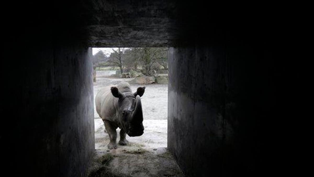 Czech Republic Zoo Kenya Rhino