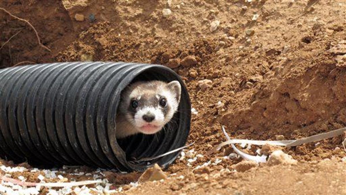 Black-Footed Ferret