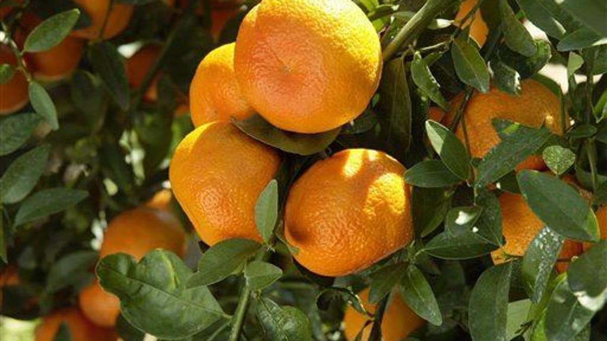 Food and Farm New Orange
