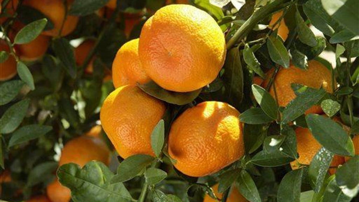 Food and Farm New Orange