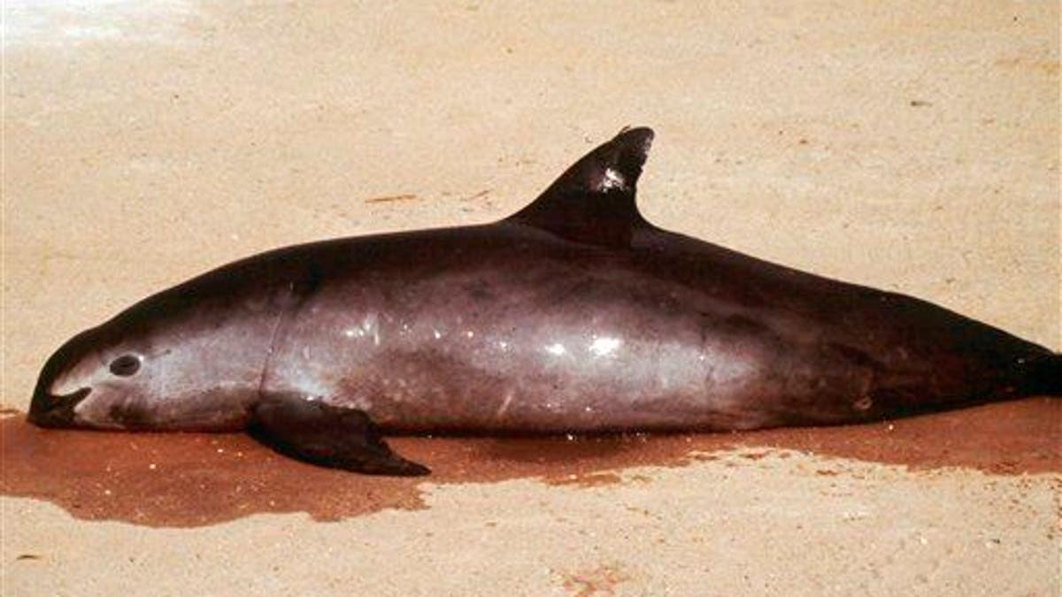 Mexico Endangered Porpoise