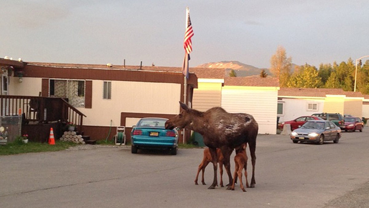 Touching Moose Calves