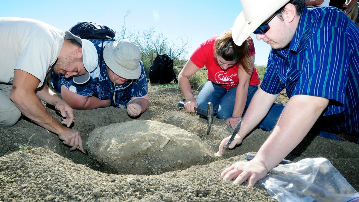 Turtle Fossil