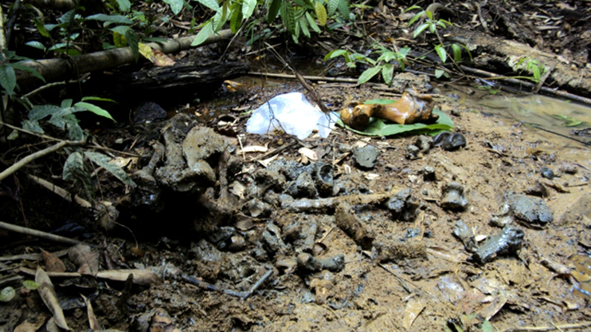 Vietnam Rare Rhino Killed