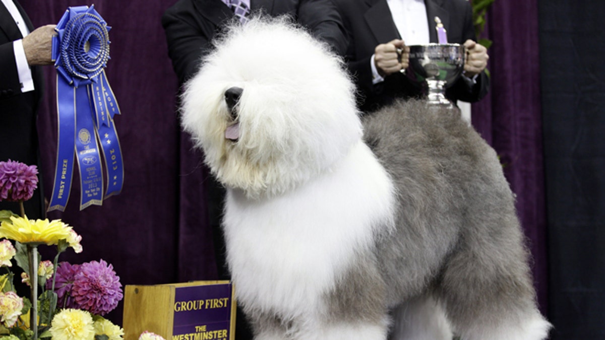 Dog Show 5 Things
