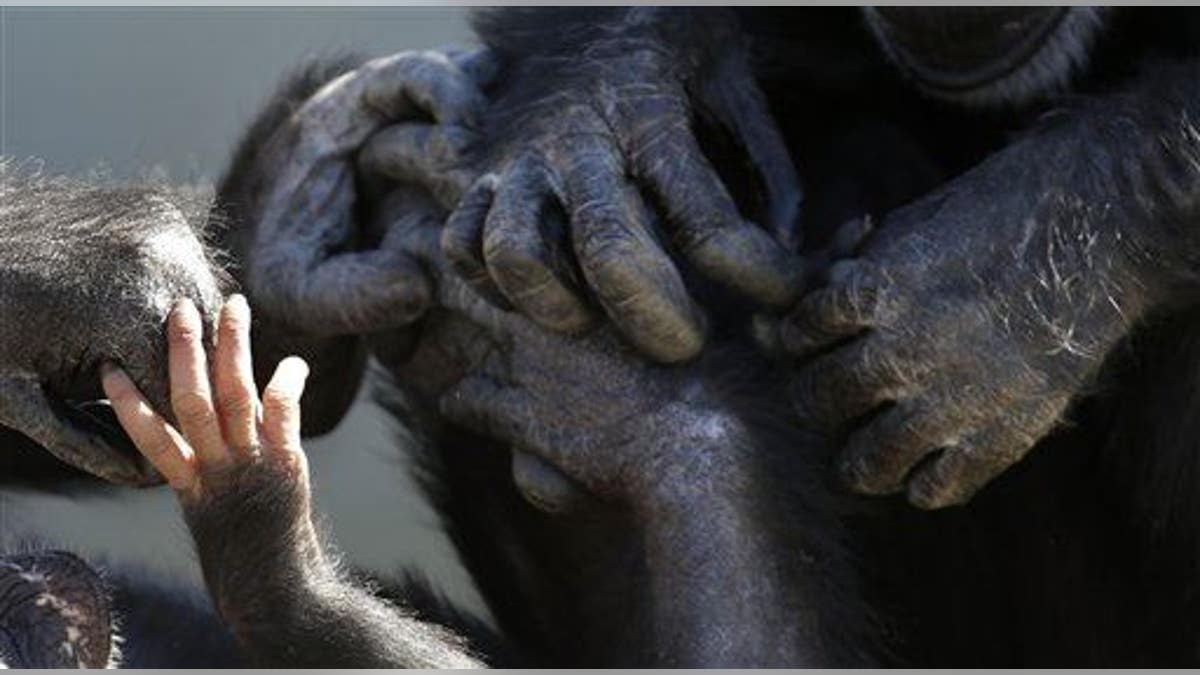 945e4ff5-Chimp Rehab