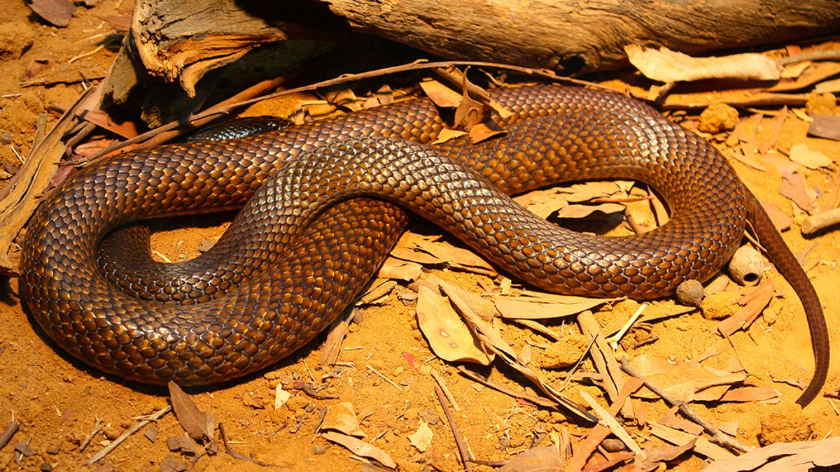 Western Brown Snake_Andy Mitchell