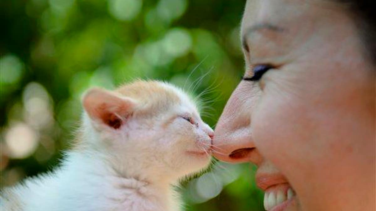 A woman touches noses with a kitten during a stray cat adoption event.