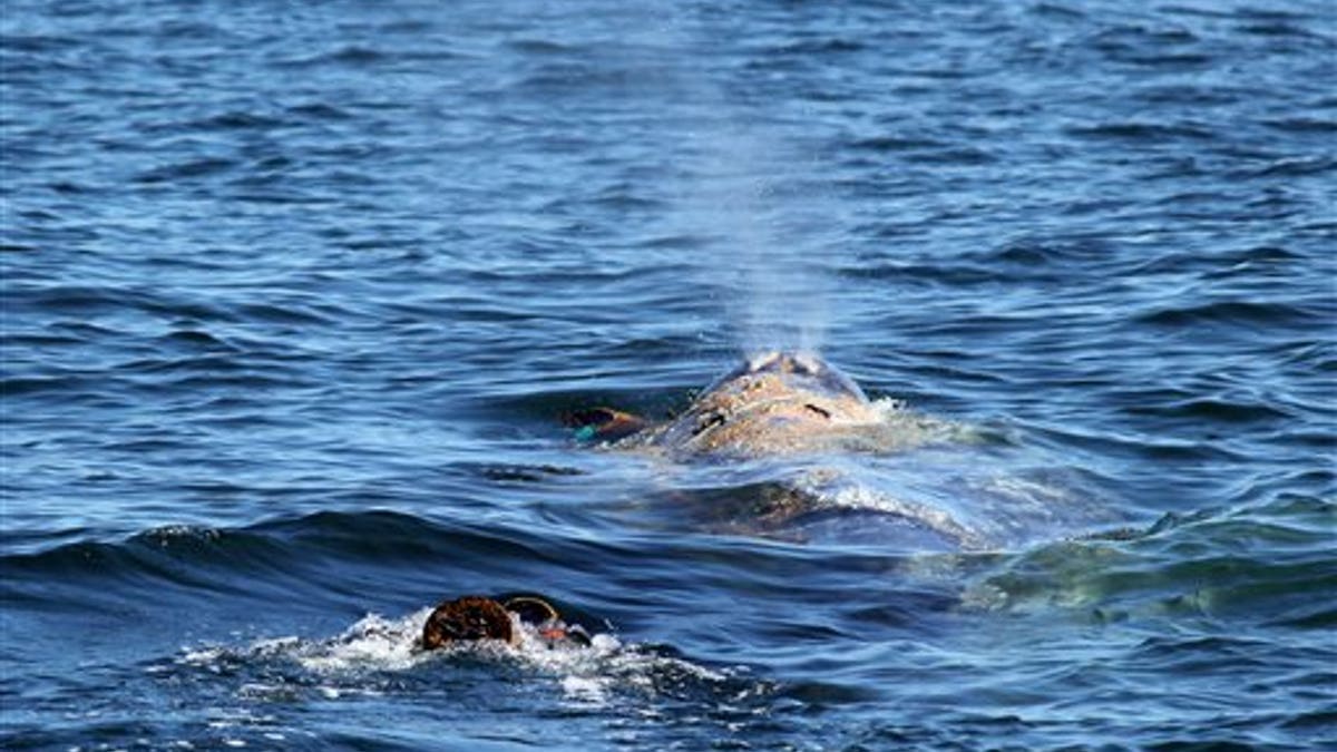 Whale Rescue