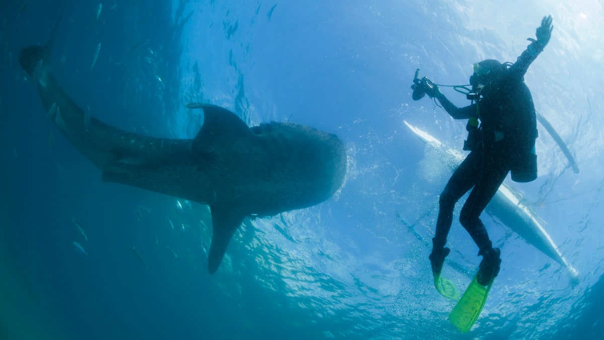 PHILIPPINES-WHALESHARKS