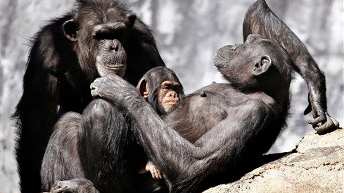 LA Zoo Chimpanzees