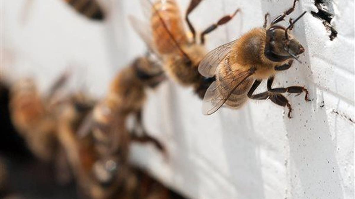 55e25426-Help for Honeybees
