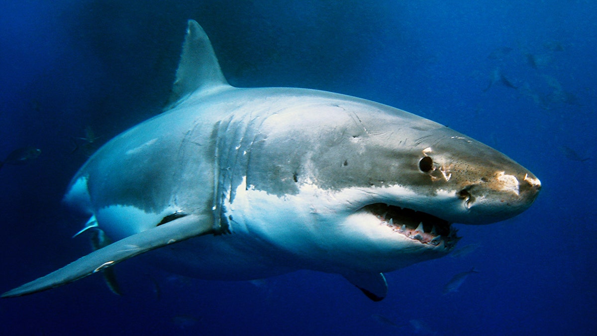 White Shark iStock